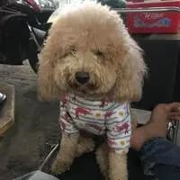 Hoang Khoi Nguyen