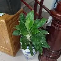 Phạm Sơn